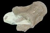 Mosasaur (Tylosaurus) Vertebra - Kansas #130549-3